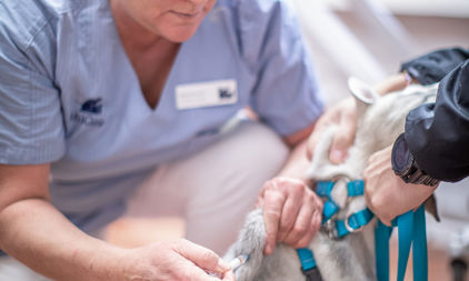 Djursjukskötare vaccinerar en hundvalp.