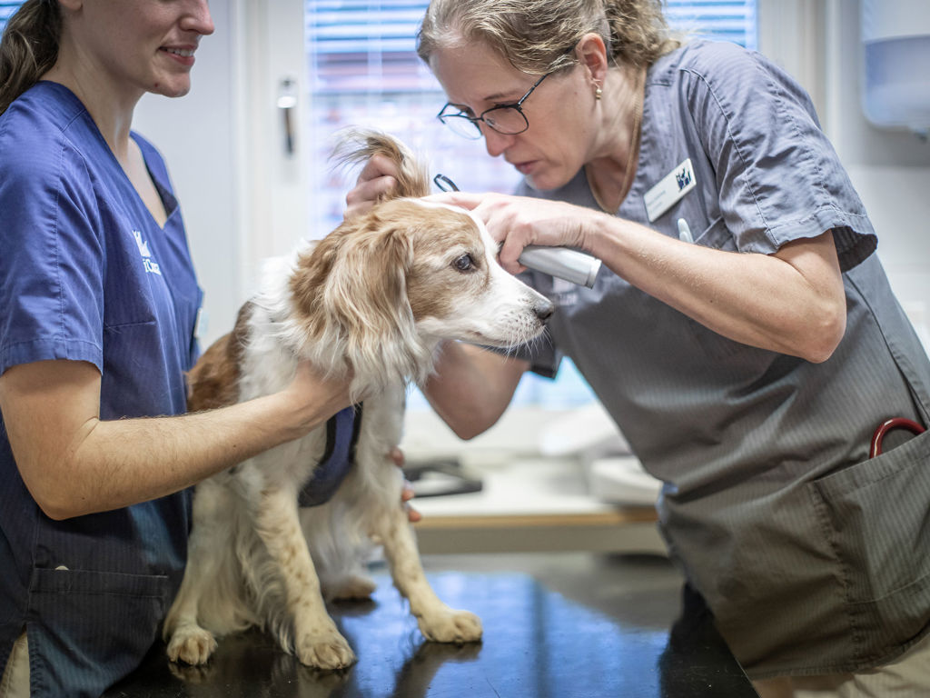 Sköterska och veterinär gör en undersökning på en hund.