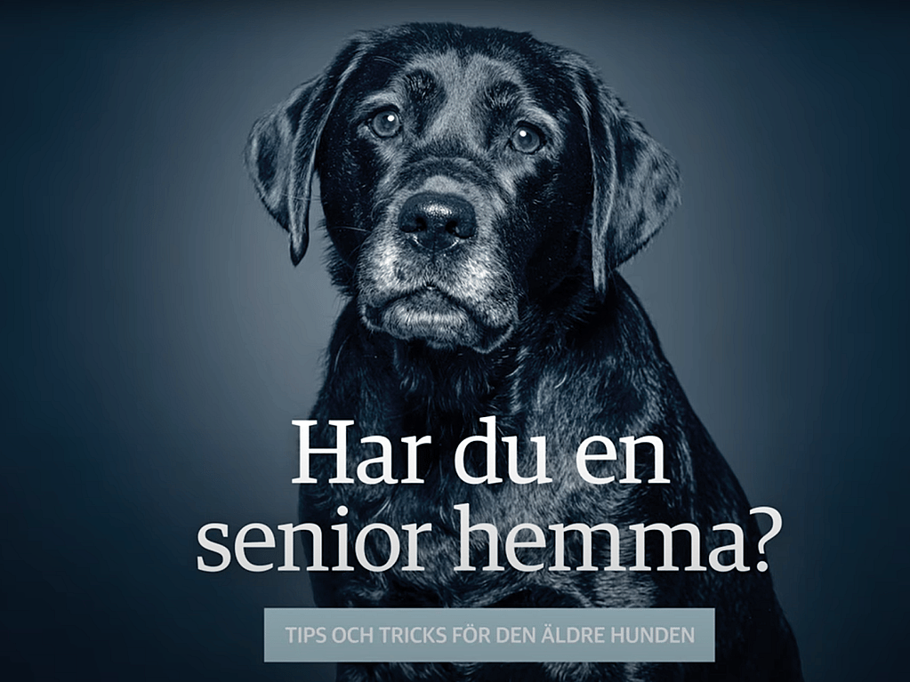 En svart hund med vit text.