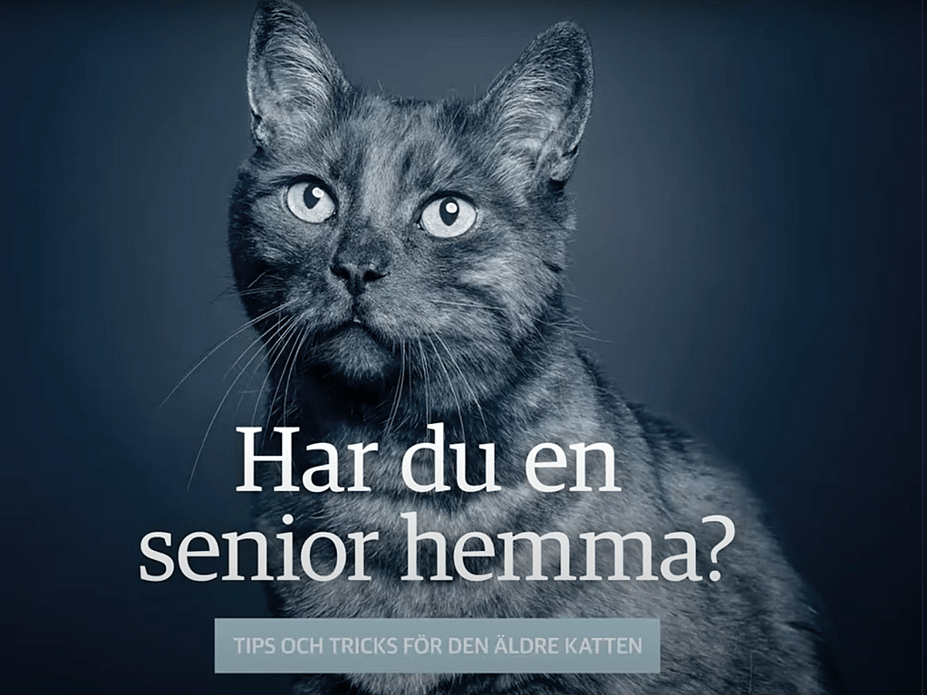 En katt som tittar in i kameran.