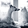 Hund och katt ligger bredvid varandra inomhus.
