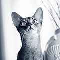Katt kollar uppåt.