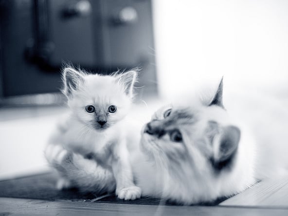 Vit kattunge omfamnas av sin kattmamma.