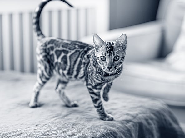 En fläckig katt av rasen Bengal står på ett bord inomhus.