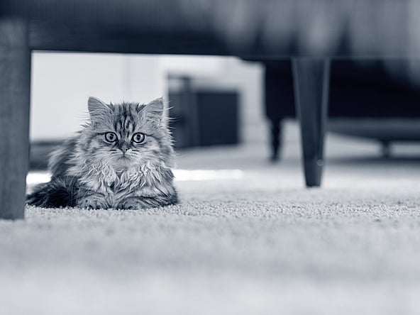 Liten, fluffig kattunge ligger under en stol.