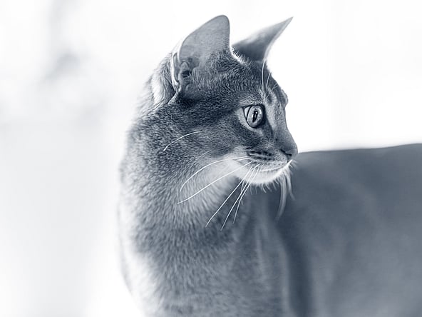 En katt som tittar på något.