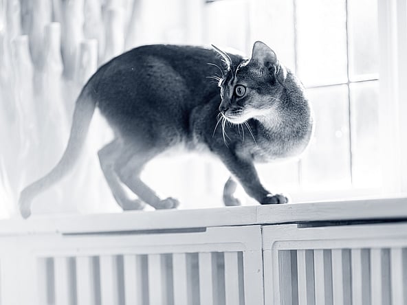 En katt balanserar på en fönsterbräda och kollar bakåt. Bilden är i svartvitt.