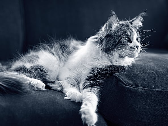 Långhårig, tvåfärgad katt ligger på soffan och kollar åt höger.