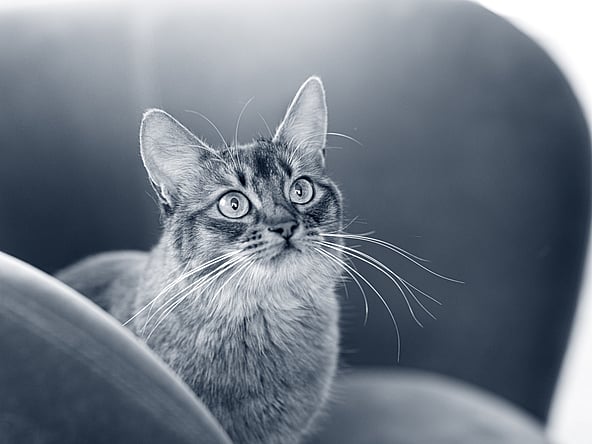 En katt som tittar upp mot kameran.