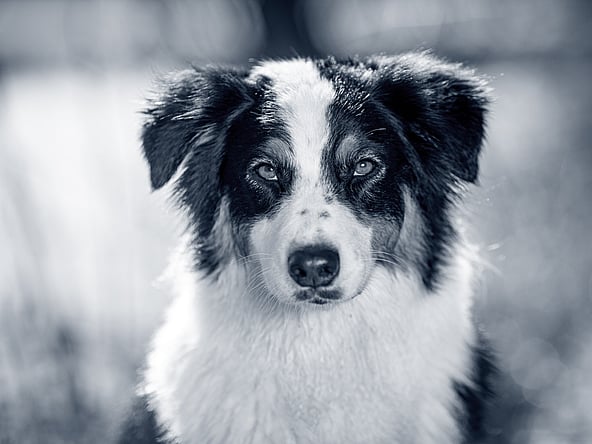 En svartvit hund står och kollar mot kameran.