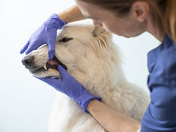 En kvinnlig veterinär med sitt bruna hår i tofs och iklädd blåa vårdkläder undersöker en vit hunds tänder.