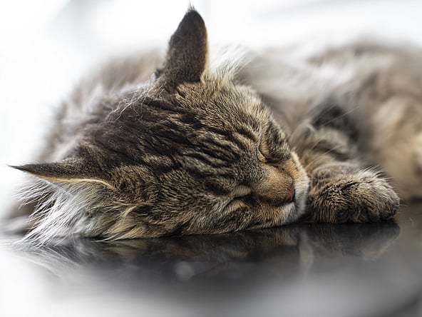 Katt sover på ett undersökningsbord