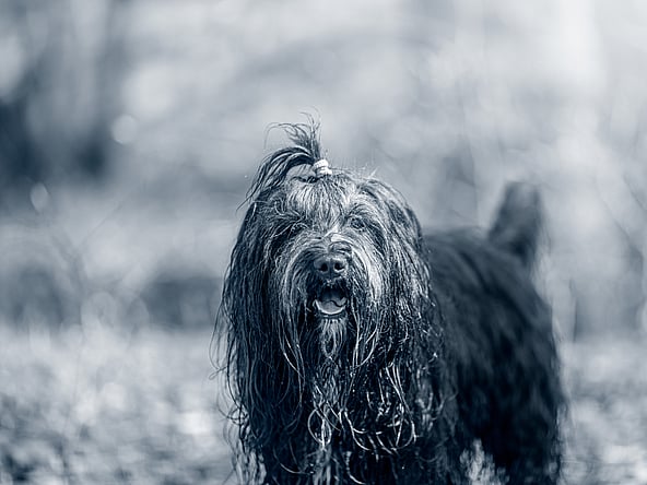 Svart, långhårig blöt hund ute i skogen.