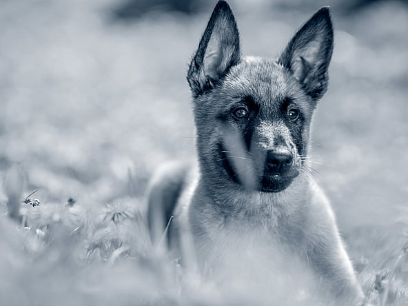 Liten Malinois-valp sitter ute i gräset.