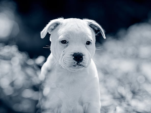 Vit staffevalp sitter utomhus.