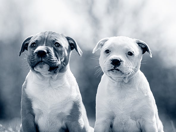 Två Amstaff valpar sitter på gräsmattan och kollar ut. En av dem är dubbelfärgad och den andra är vit.