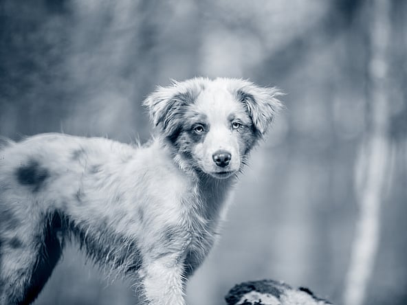 En Australian Shepherd-valp kollar in mot kameran.