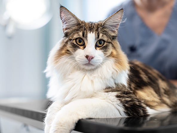 Katt ligger på undersökningsbord hos veterinären.