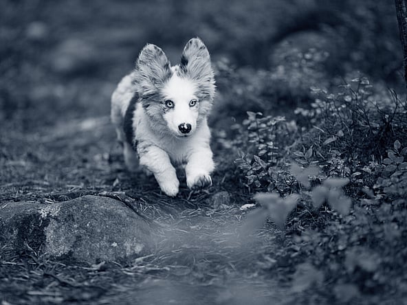 En Corgi-valp springer i skogen.