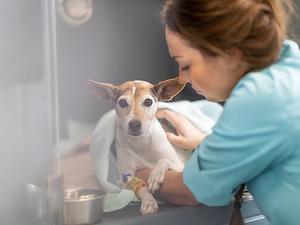 Kvinnlig veterinär undersöker en hund. Hunden ligger på ett undersökningsbord, inlindad i filt.