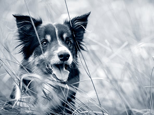 En hund i högt gräs.