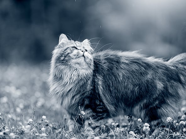 En långhårig, mörk katt promenerar ute i naturen bland blommorna och kollar uppåt.