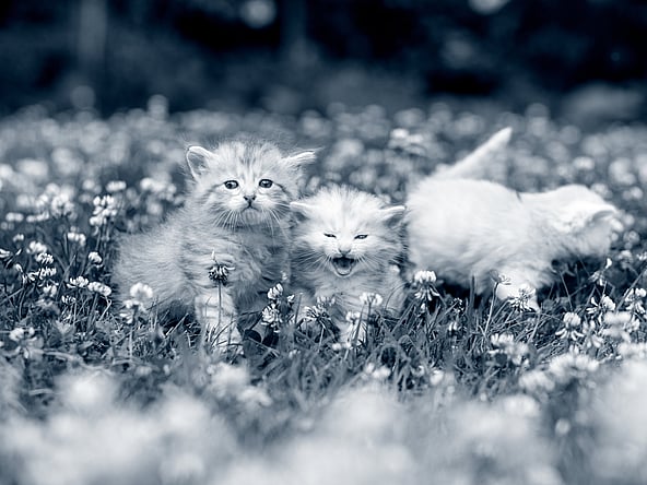 Tre små kattungar busar utomhus bland blommorna.