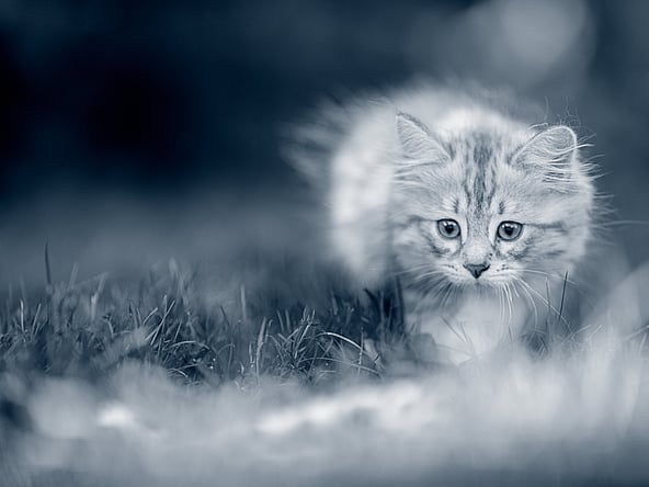 Kattunge smyger ute i naturen.