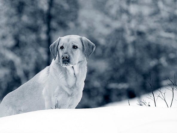 En ljushårig labrador retriever står ute i snön. Hunden har snö runt sin mun. Bilden är i svartvitt.