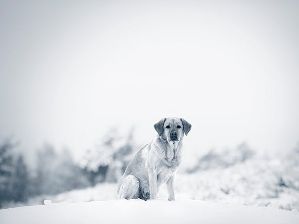 En ljushårig labrador retriever står ute i snön. Bilden är i svartvitt.