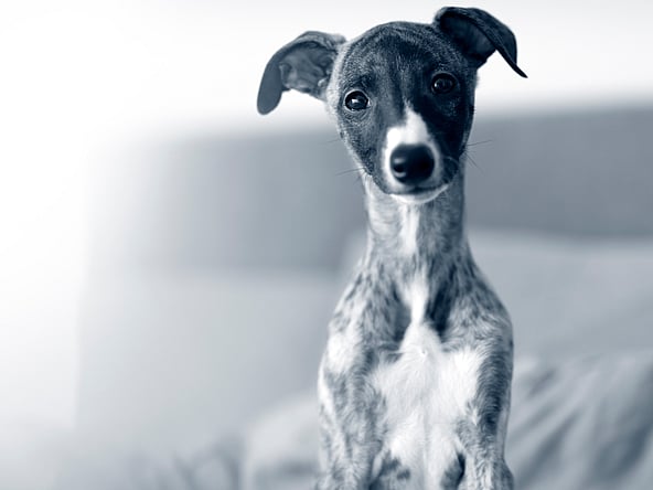 Whippet-valp sitter och tittar in i kameran.