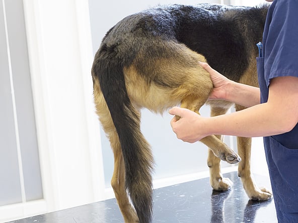 Veterinär undersöker och sträcker ut en hunds bakre ben.