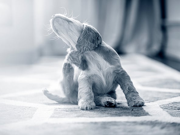 Cocker spaniel valp kliar sig.