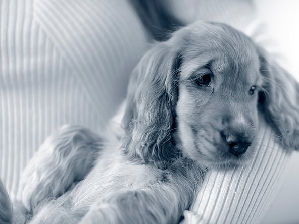 En Cocker Spaniel-valp ligger i någons famn.