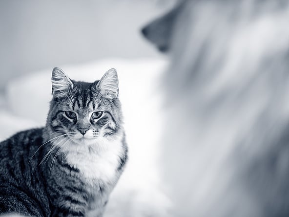 A cat looking at the camera.