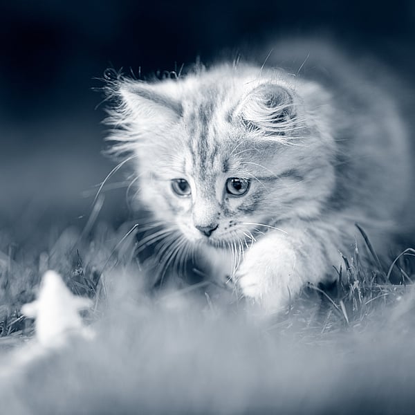Kattunge smyger ute i naturen.