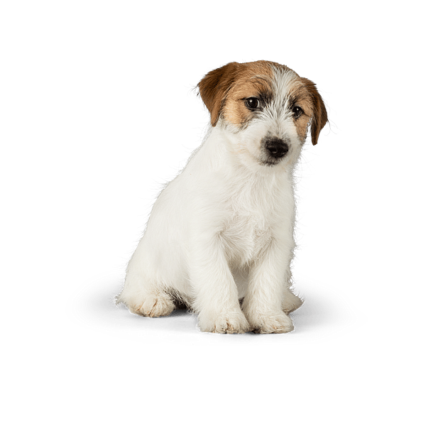 En vit och brun hund. Jack russell-valp.