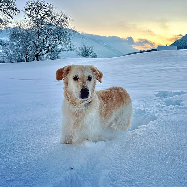 En hund som står i snön.