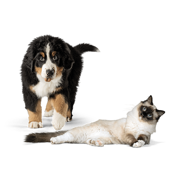 En Berner Sennenhund-valp står framför en ljusgrön bakgrund bredvid en Ragdoll katt som ligger avslappnat på sidan. Valpen ser lekfull ut, medan katten blockar lugnt framåt.