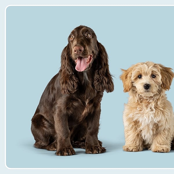 Två valpar, en brun cocker spaniel och en ljushårig cockerpoo, står bredvid varandra.