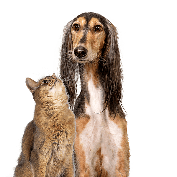 En hund och katt som tittar upp.