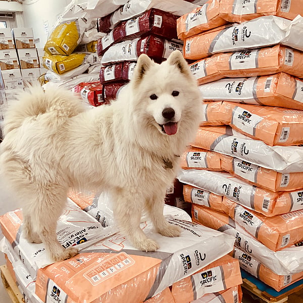 Dog food