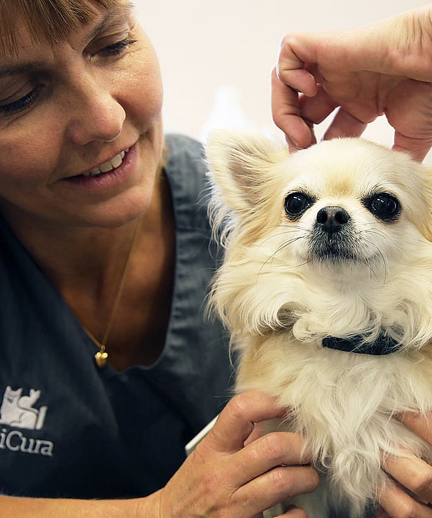 Två veterinärer undersöker en ljushårig chihuahua.