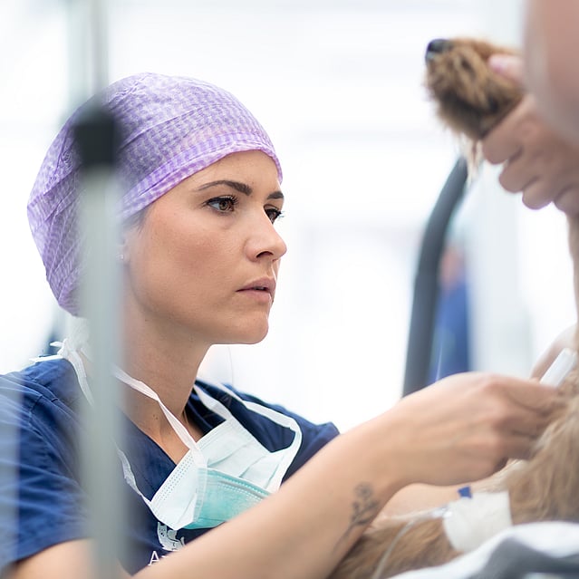 Kvinnlig veterinär undersöker en hund.