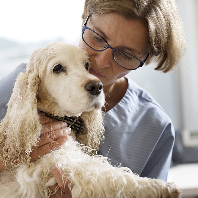 En veterinär iklädd blåa vårdkläder och glasögon håller i en ljushårig lurvig hund.