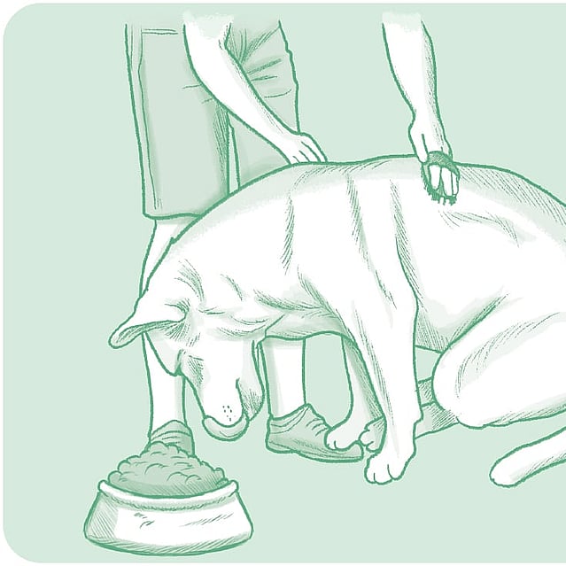 Teckning på en person som borstar en hunds päls. Hunden kollar på en skål fylld med mat och slickar sig runt munnen.
