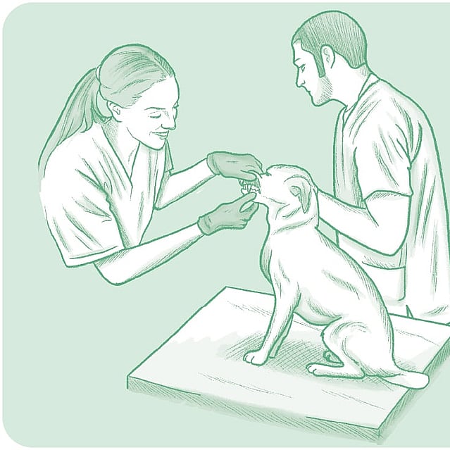 Teckning på två veterinärer som undersöker en hund. Teckningens bakgrund är grön.