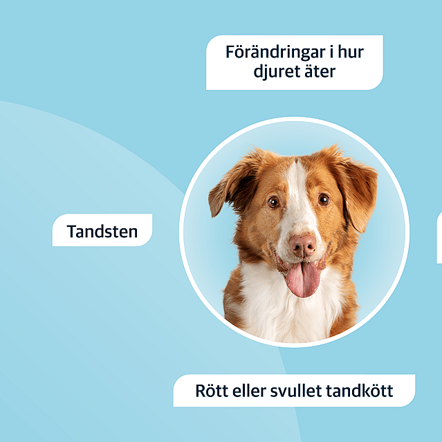 En brunhårig hund med vita fläckar syns i en cirkel. Runt cirkeln finns det fyra textboxar. I boxen högst upp står det