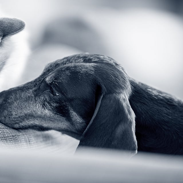 En katt kollar på en hund som vilar huvudet på en kudde.