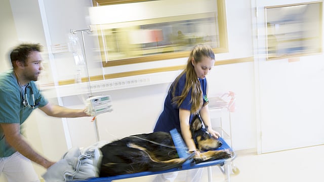 Hund ligger på en undersökningsvagn och rullas framåt av två veterinärer.